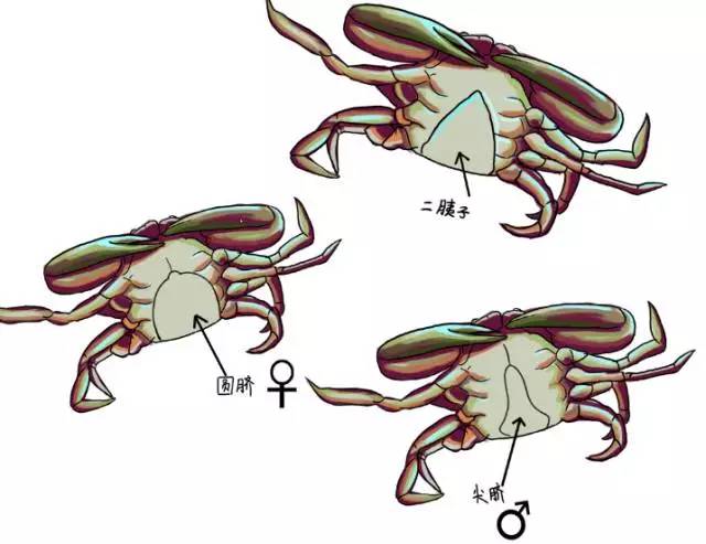 挑螃蟹 i hope you like it 螃蟹有人喜欢公的有人喜欢母的,分辨公母