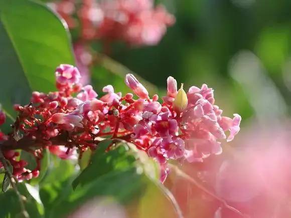 吃了这么多年水果,你见过它开花的样子吗?蓝莓花简直