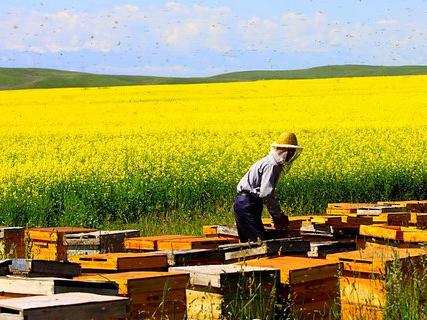 农村养蜂人义卖蜂蜜4年:只为帮助更多人