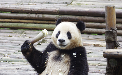 熊猫四川话对答饲养员奶爸 网友表示国宝都快成精了 