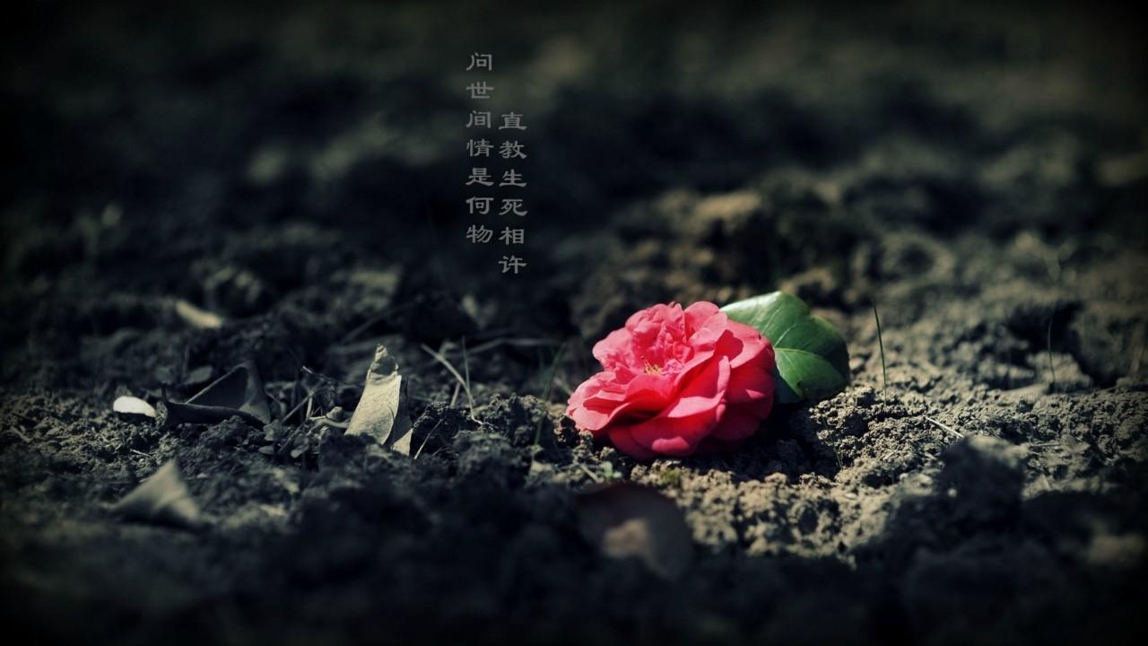 第四名:情花