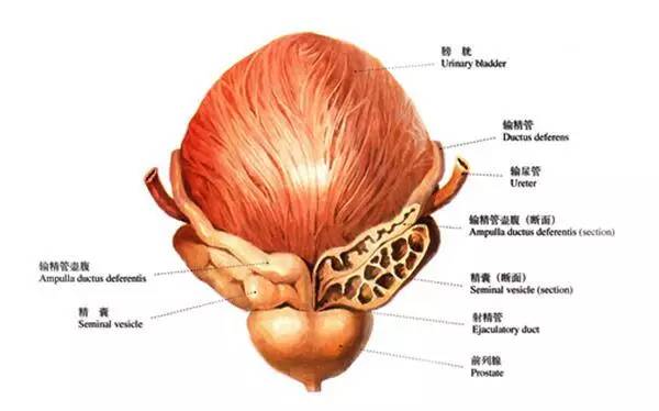 男性特有的性腺器官前列腺虽为老年男性,但王先生身体情况良好,生活
