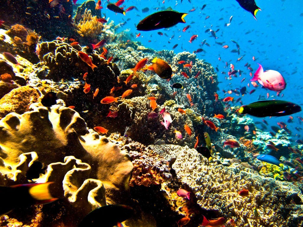 蓝钻珊瑚岛是泰国国家一级珊瑚保护区,这里的美与马尔代夫所媲美