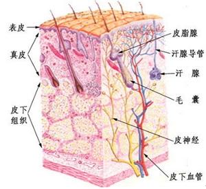 白癜风之皮肤的微细结构是啥样的