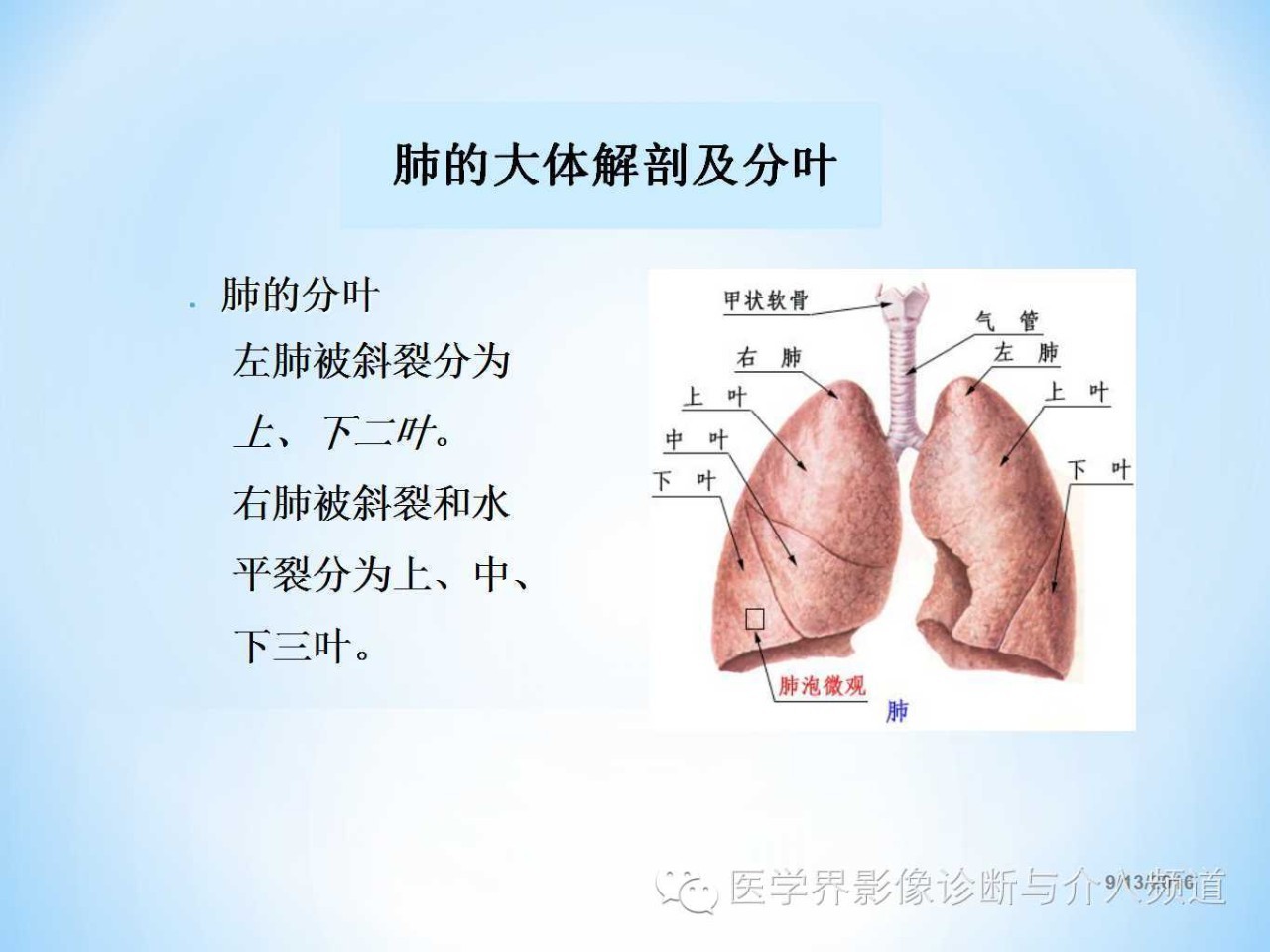 肺部及胸内淋巴结分组解剖超全