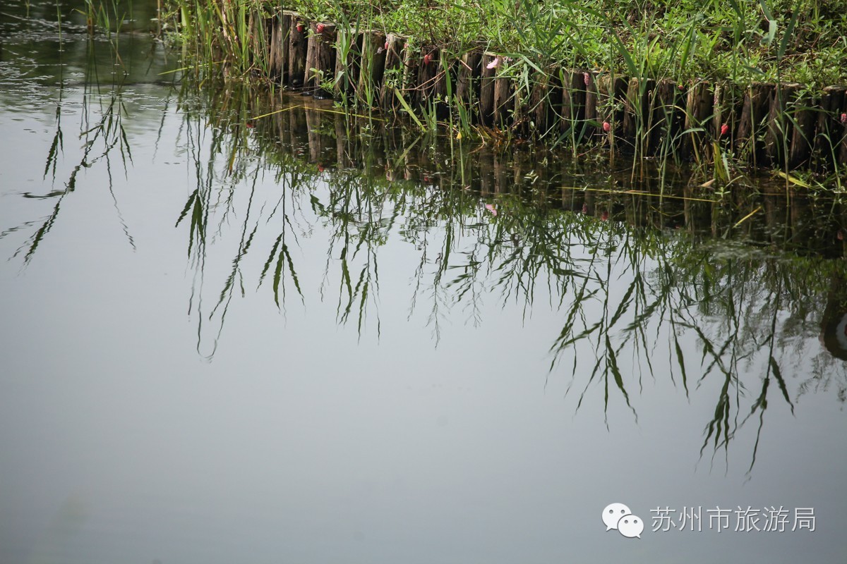 有个苏州 | 苏州人竟为水八仙打造了一个生态园，美的不想告诉你！