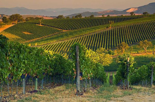 旅游 正文 在托斯卡纳(toscana)大区有坎蒂(chianti)和经典坎蒂