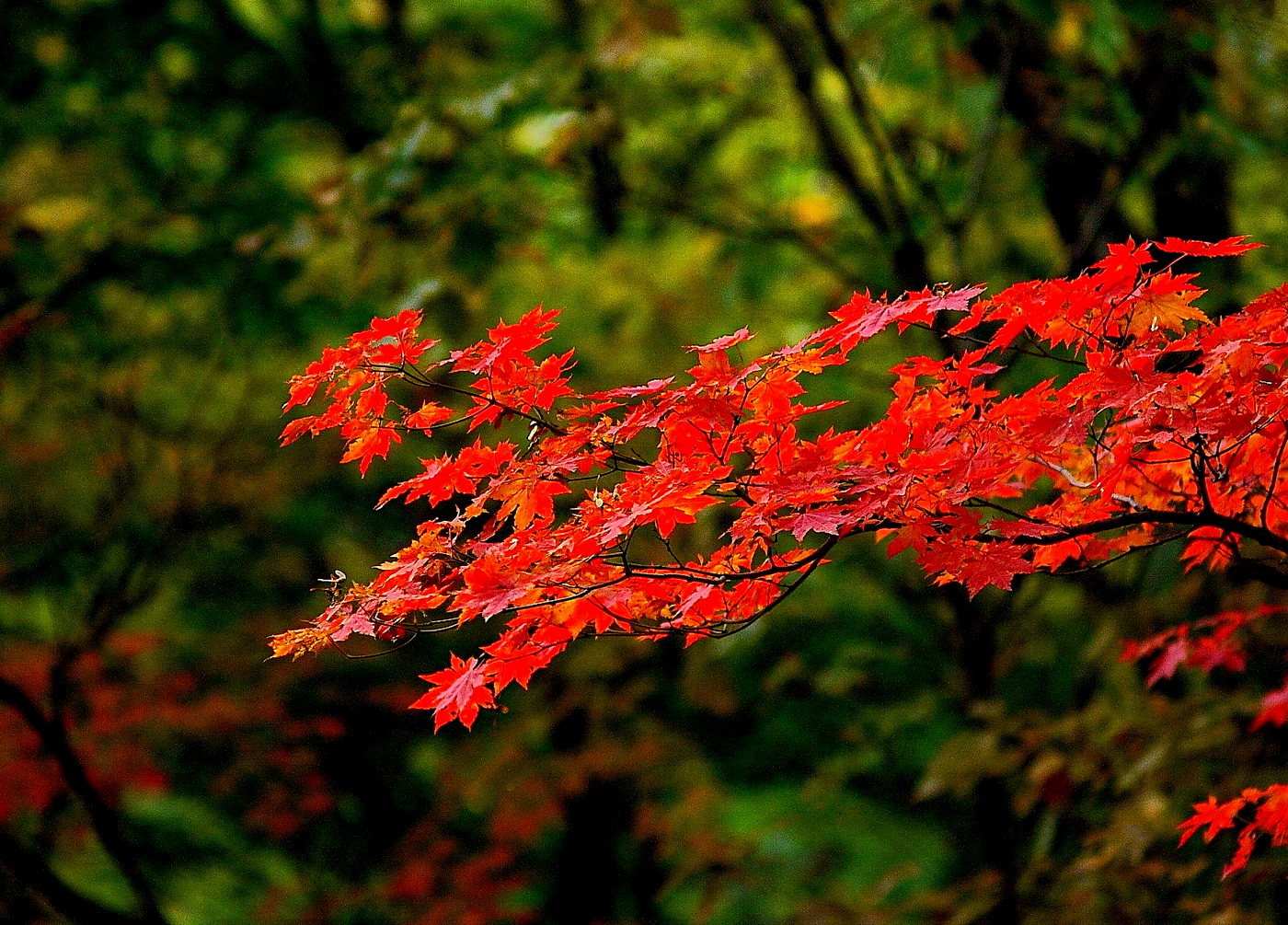 壁纸1280×1024壁纸 秋天红色的枫叶图片壁纸,浓浓秋色-秋天树叶摄影壁纸图片-风景壁纸-风景图片素材-桌面壁纸