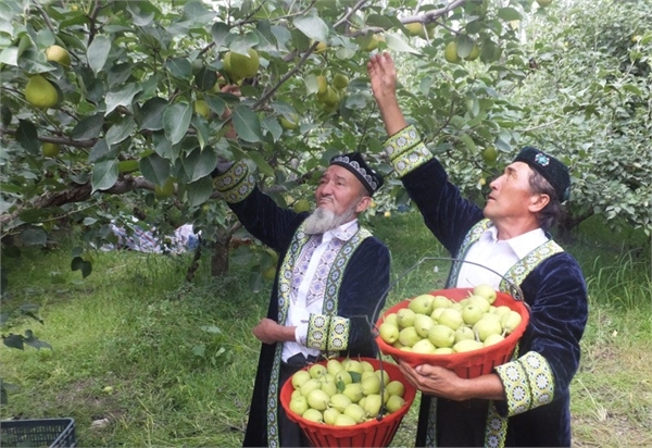 新疆库尔勒香梨熟了!十里飘香的库尔勒香梨