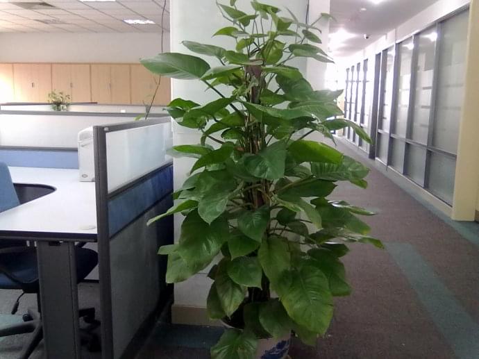 办公室绿色植物摆放有哪些讲究-搜狐星座