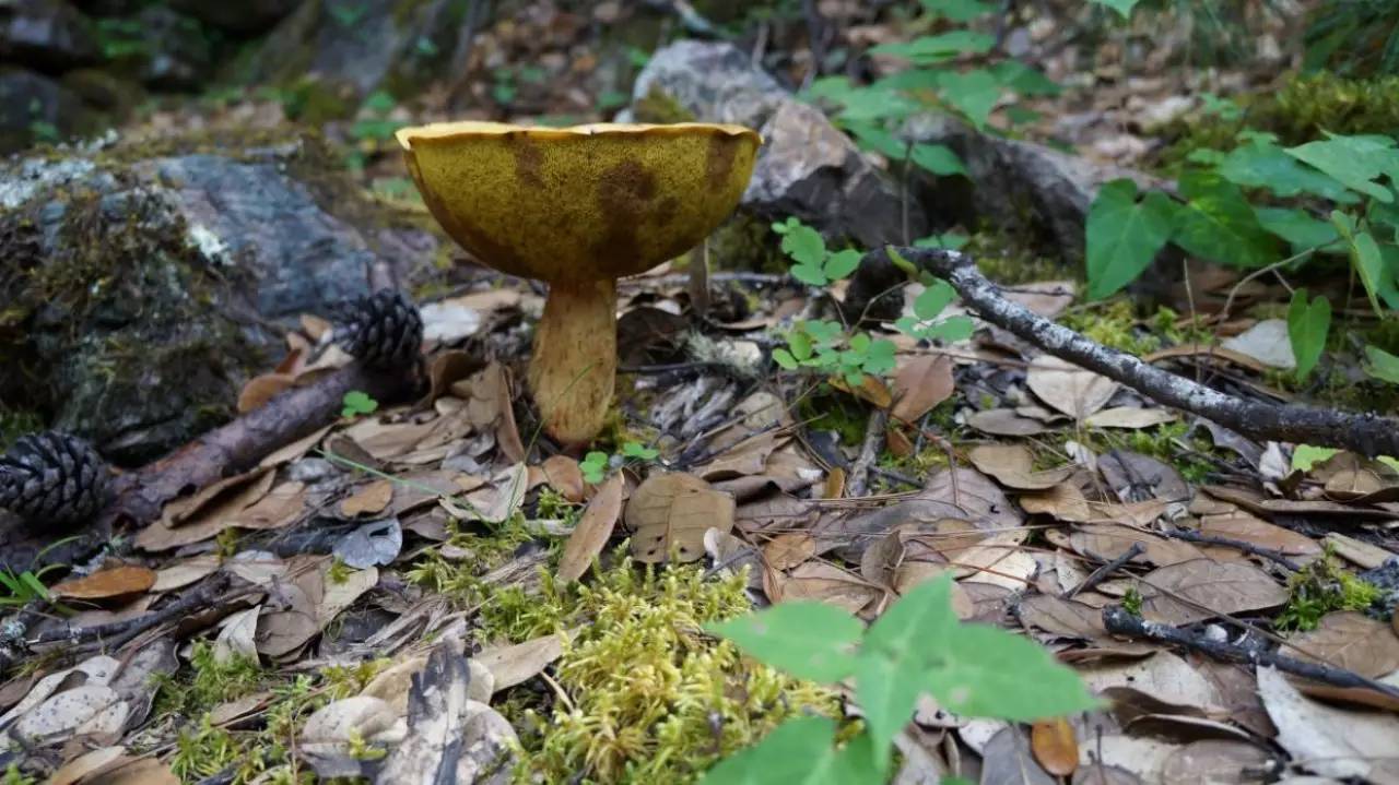 前方高能,发现一颗大蘑菇,后来经过鉴定是毒蘑菇,对于我们北方人来说