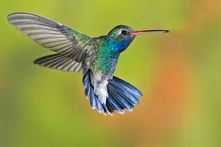 * 蓝喉蜂鸟(blue-throated hummingbirds)