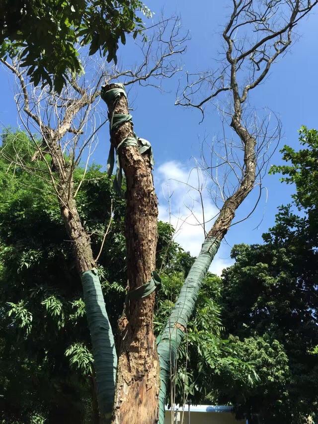 中国最大的两棵海南黄花梨,病危已无力挽回!