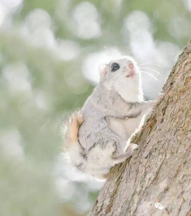 12张图证明鼯鼠才是世界上最可爱最萌的小动物!