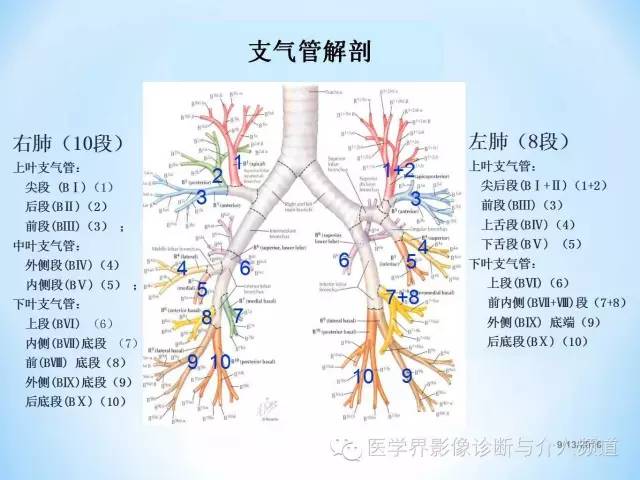 肺部及胸内淋巴结分组解剖,超全!