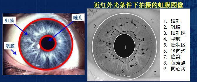 中国科学院孙哲南研究员:带你认识虹膜识别研