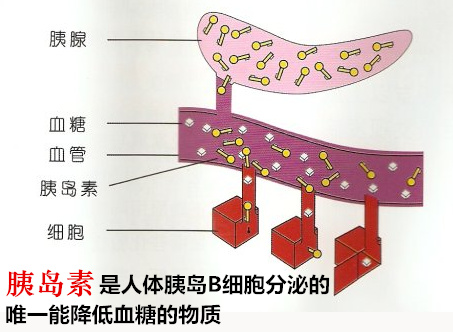 不想得糖尿病?早餐很关键!_健康_南阳新闻_南