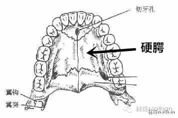 2, 将舌头抬起,舌的上面整面向上推,紧贴(顶住)上颚.保持 20秒