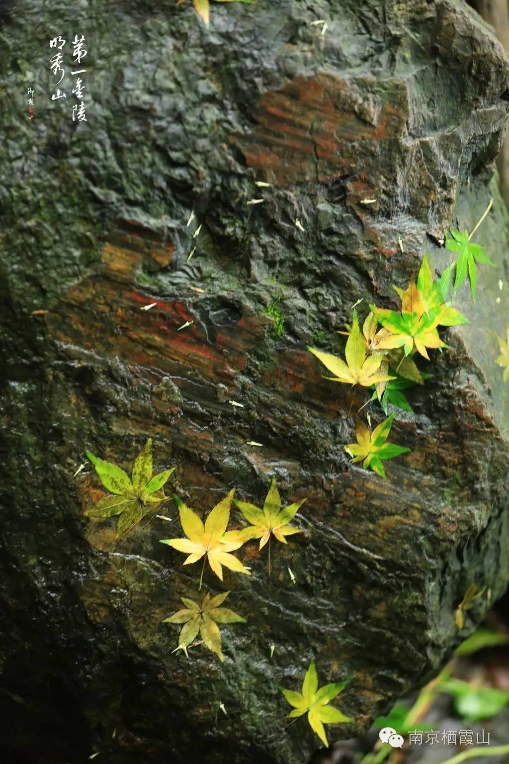 栖霞山丨寒蝉鸣,落一叶而知秋