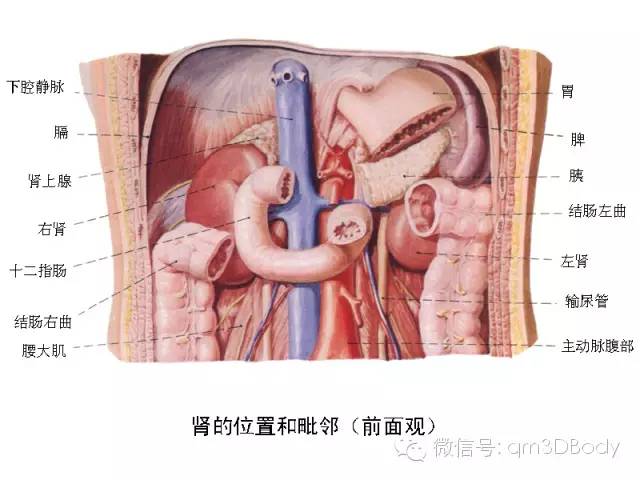 高清人体器官解剖图,难得一见!