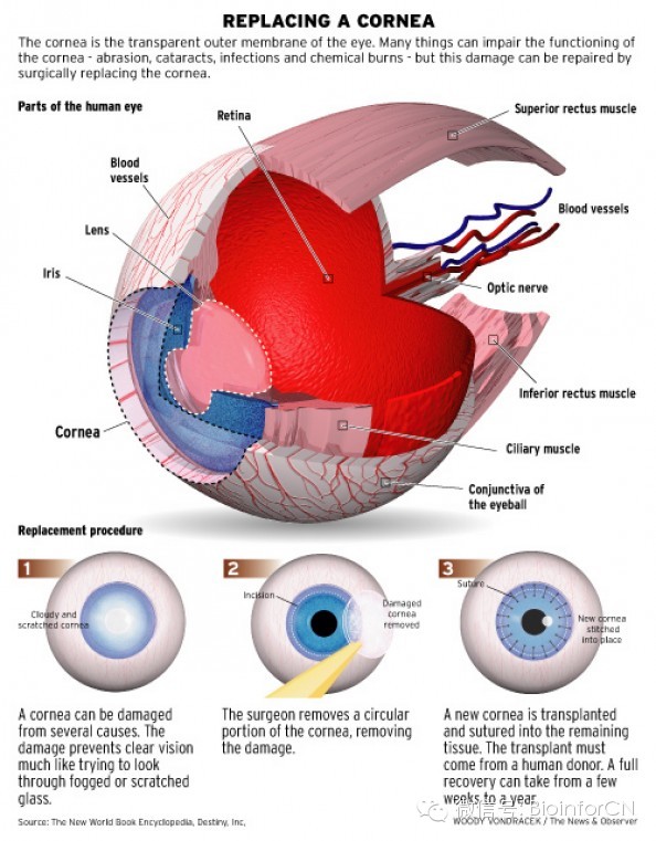 艺术细胞#cornea: 角膜