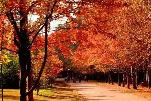 秋天的云南承包了世界所有的色彩,美得就是这