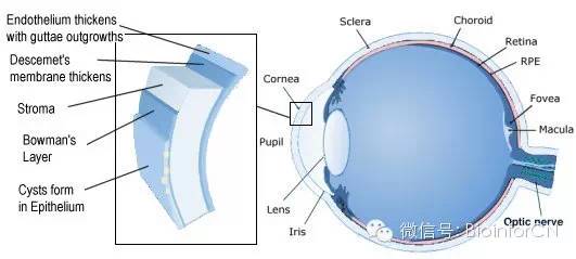 艺术细胞#cornea: 角膜