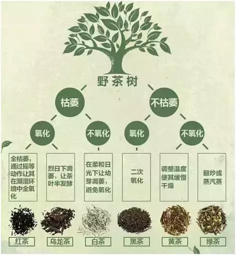 所有的茶叶都来自于一种生物—茶树不同的产地产生的不同品种茶树