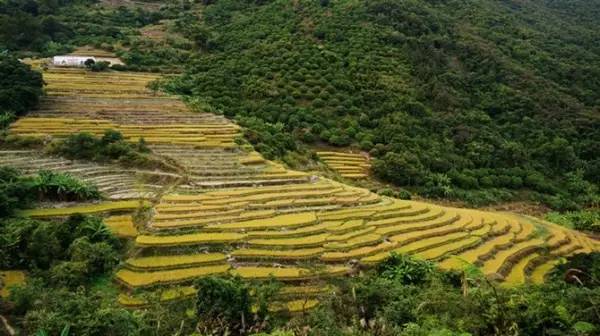 美食 正文 角峰梯田,坐落在惠东县多祝镇的角峰村—一个名为畲族的