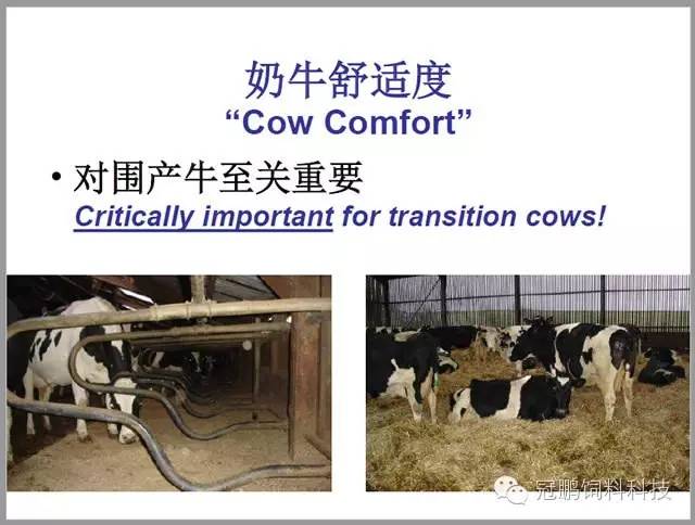 围产期牛的营养及管理(1\/3)