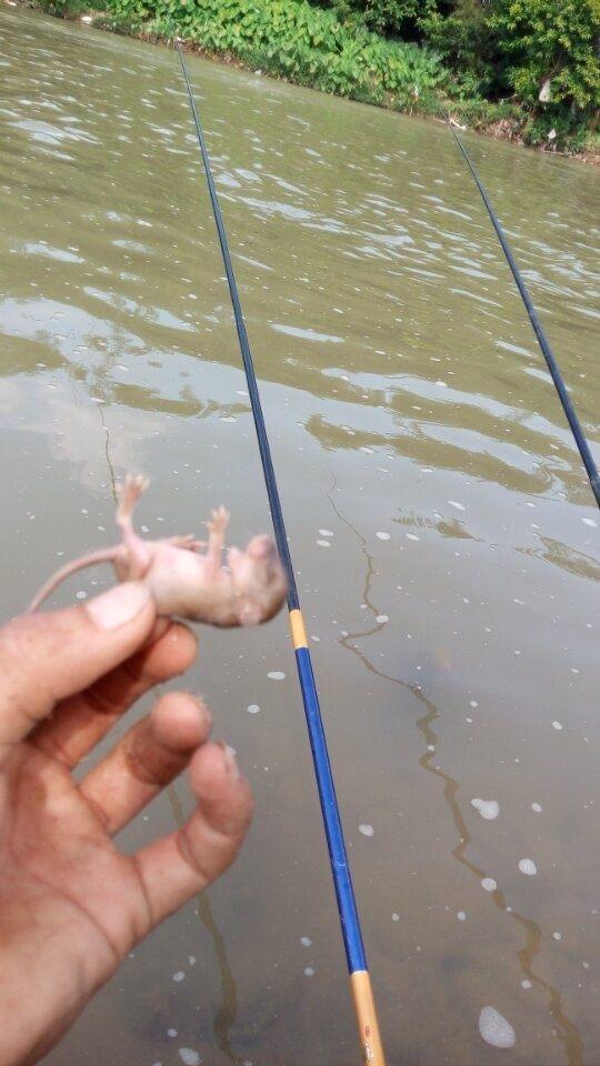 钓鱼发现一窝老鼠仔,有人叫我带回去吃了!