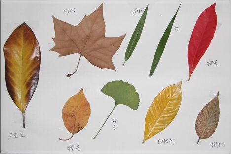 我们都知道,不同的植物有着自己独特的叶子,随着四季变化,展现出不同