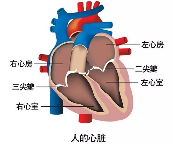 "二尖瓣%…&￥狭窄&*%#关闭不全……" 这是啥?严重么? 什么是二尖瓣?