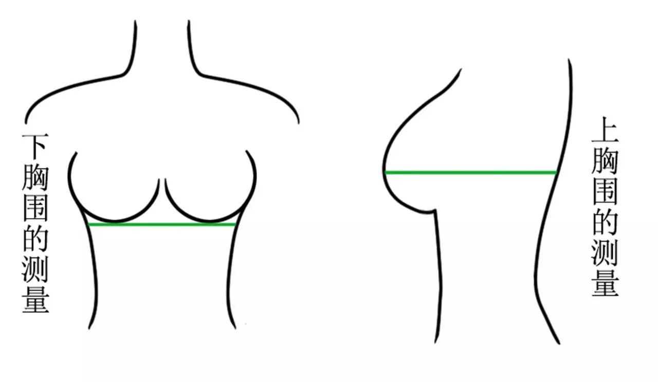 下胸围   水平测量胸底部一周,即为下胸围尺寸.