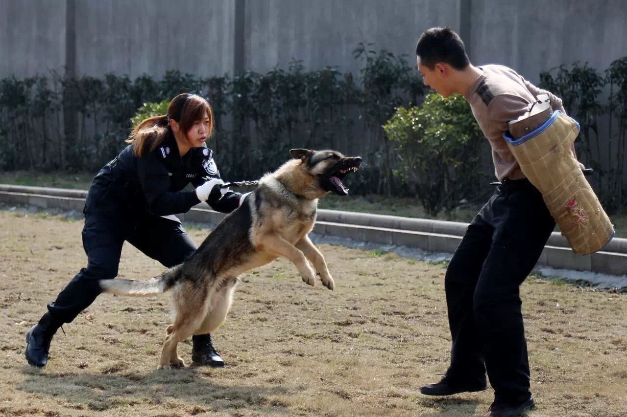 警色如虹之黄色——湖州公安版《警花与警犬》