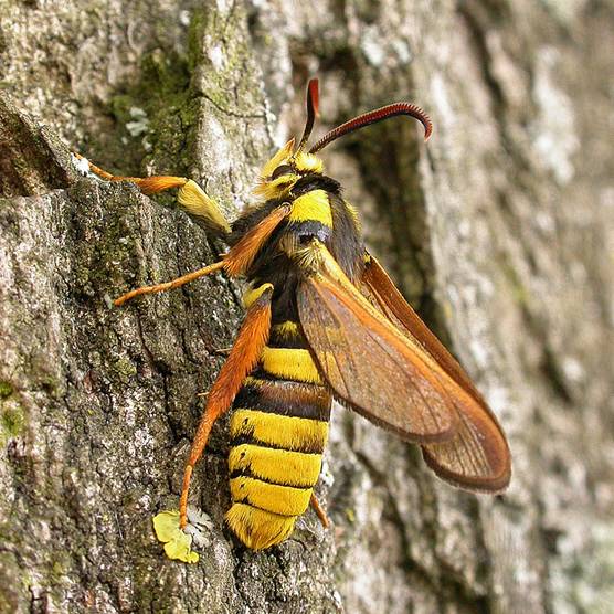 这个伪装高手的名字也很好记,叫做 黄蜂蛾,还有的人称它为 虎蛾或大