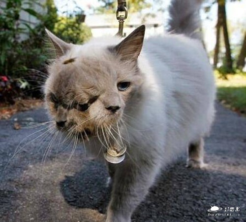 福岛核电站变异生物 畸形双头猫