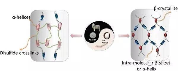 角蛋白微丝和丝纤蛋白纳米纤维的分子网络模型示意图
