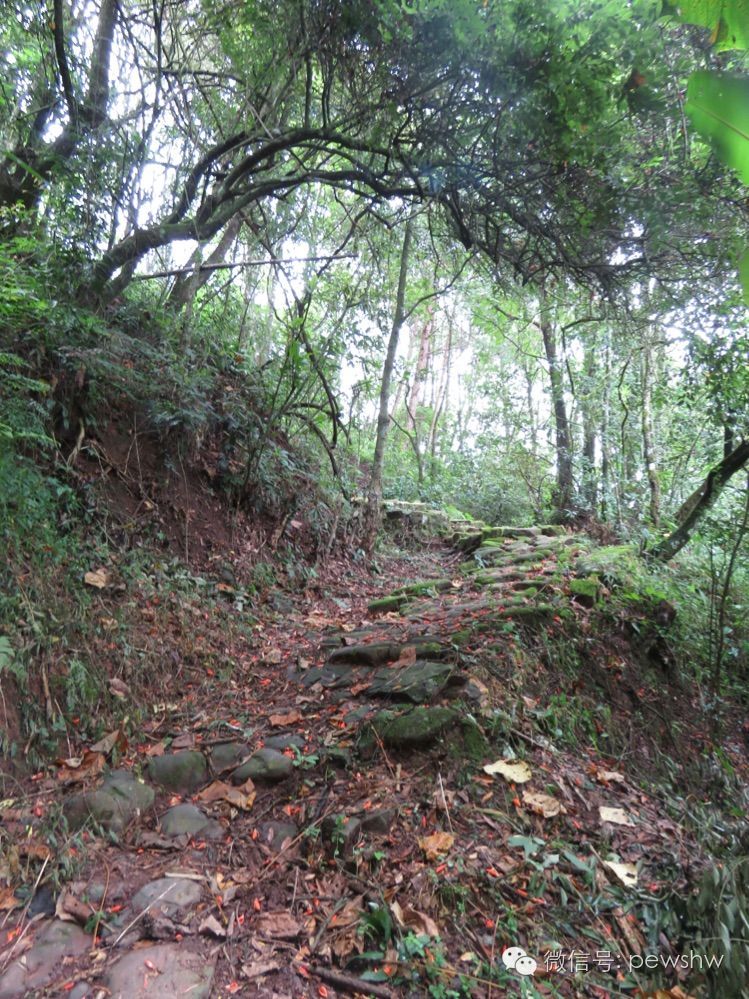 宁洱的故事普阳八景之茶庵鸟道