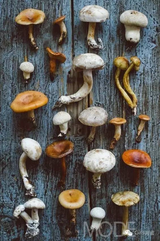 虽然有毒蘑菇比较容易辨认,但也不完全是这样,所有来源未知的蘑菇我们