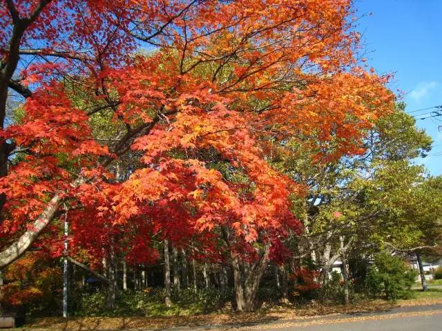 【最佳观赏时间】10月上旬～10月中旬*图片来自网络昭和新山1943年有