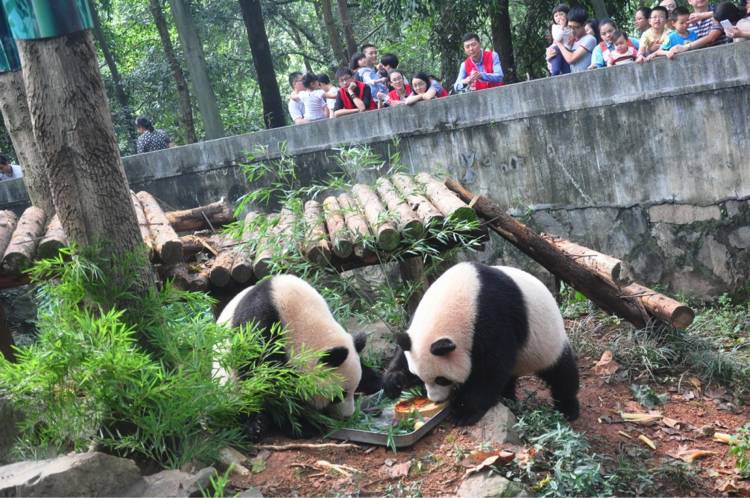 杭州动物园熊猫馆新馆主成就双好驾到