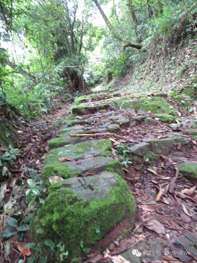 宁洱的故事普阳八景之茶庵鸟道