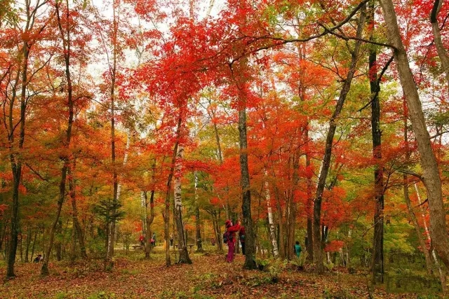 将来30天最美的地方，藏着一个五彩斑斓的秋！