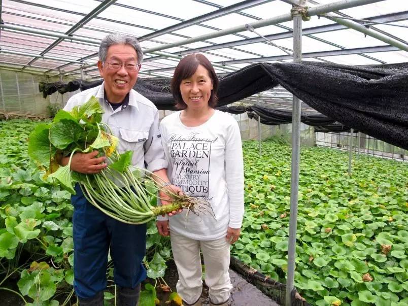 传说德川家康喜食山葵(制作芥末的原料),搬来静冈后发现这里山葵的