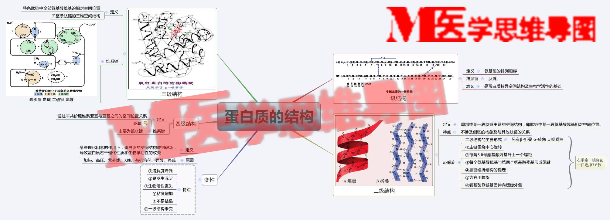 思维导图丨蛋白质结构reloaded