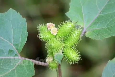 【趣味】童年的植物 回忆满满.