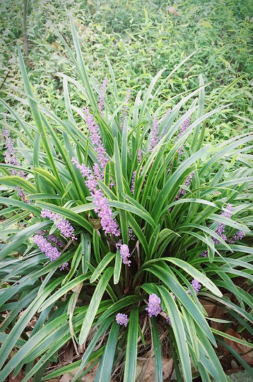 花讯梦幻花海麦冬花