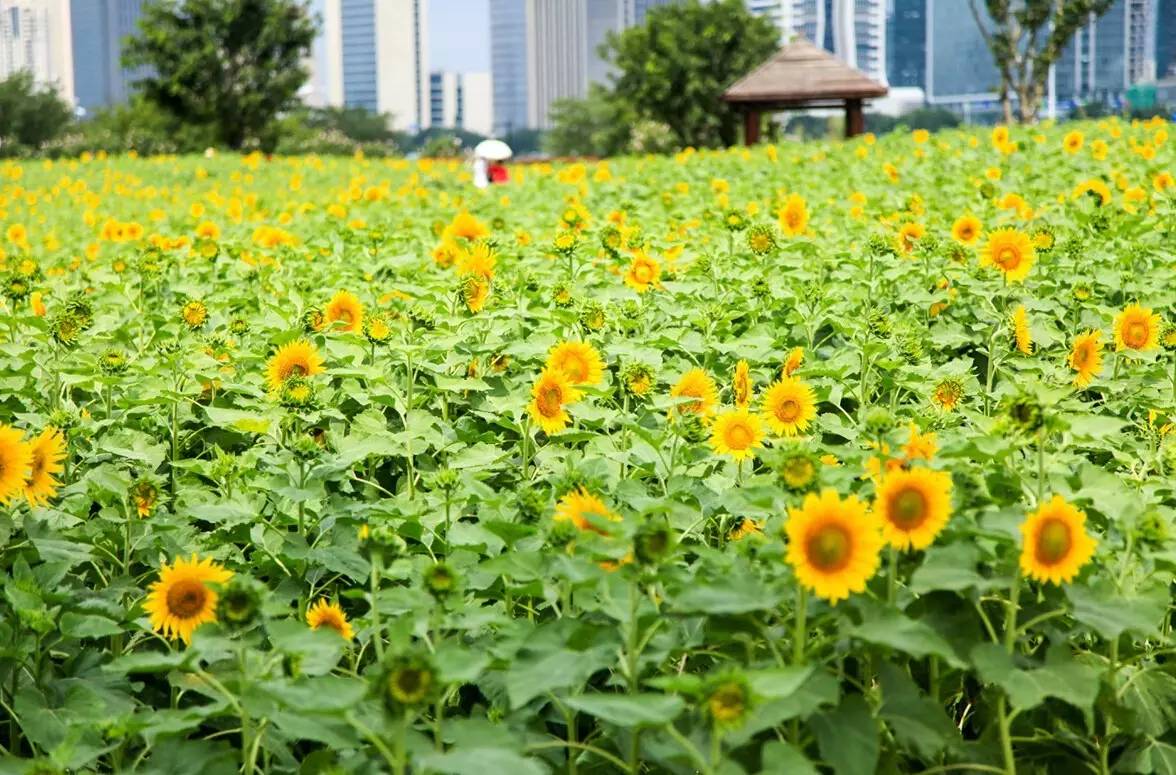 福州花海公园 超1万朵向日葵正在怒放 ▼ 秋天时的花海公园遍地金黄