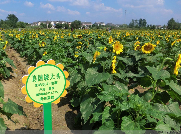 美醉了南京最大的向日葵花园下周开园一望无际的花海每一朵都浪漫到骨